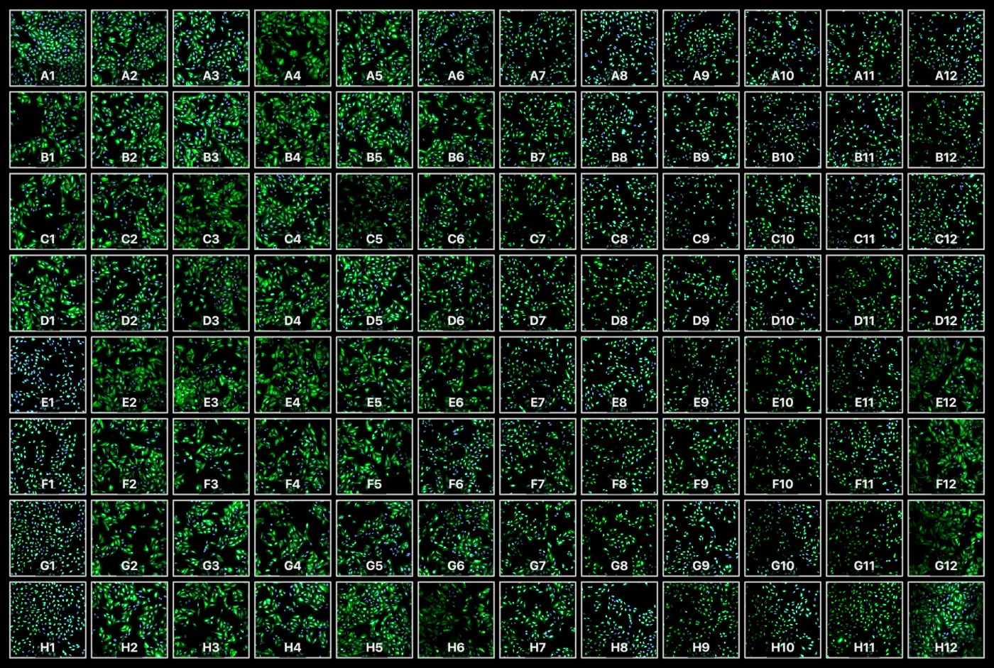 All 96 wells of BBBC013: DNA in blue and FKHR-GFP in green on a black background