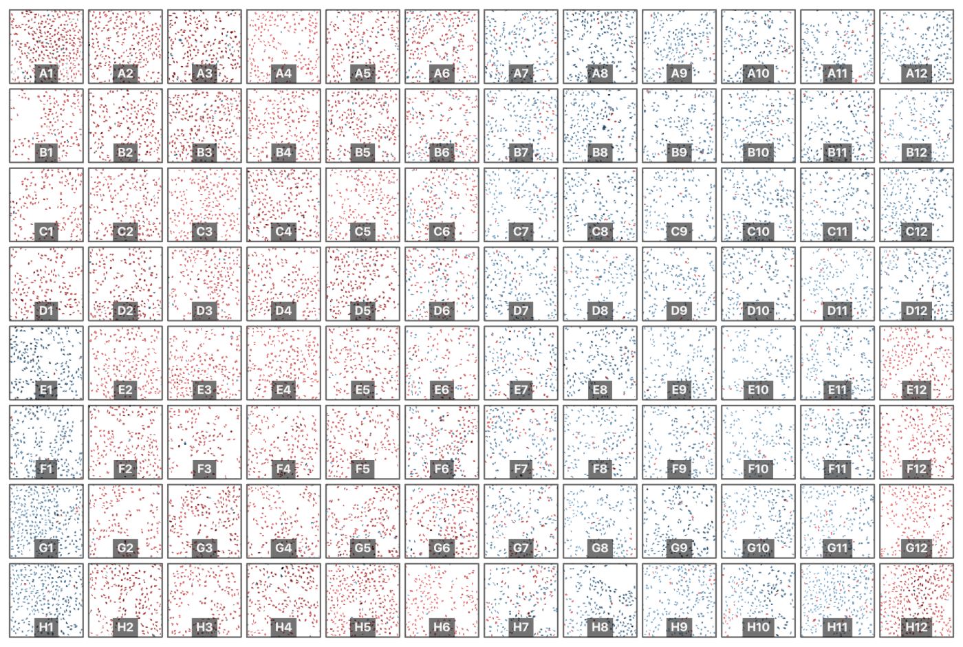 The same 96 wells with every nucleus colored by phenotype class: red negative on the left half, blue positive on the right, a few excluded objects in green
